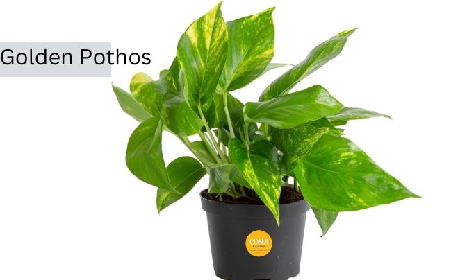 Golden Pothos Plants
