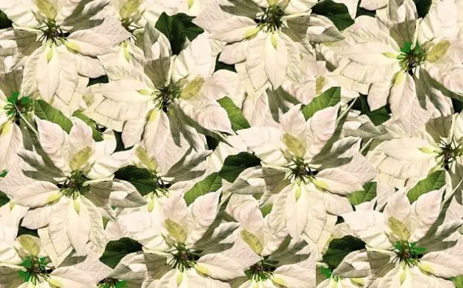 The White Poinsettia: A Winter Delight