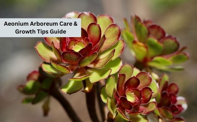 Aeonium Arboreum Care
