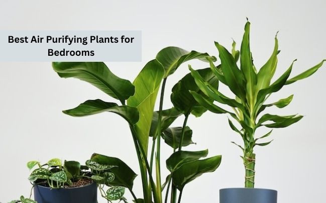 Air Purifying Plants for Bedrooms