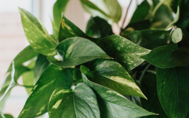Benefits of Easy Care Plants