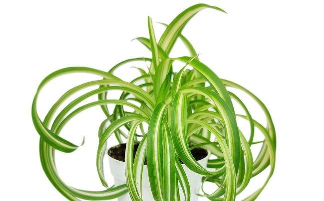 Benefits of Having a Curly Spider Plant