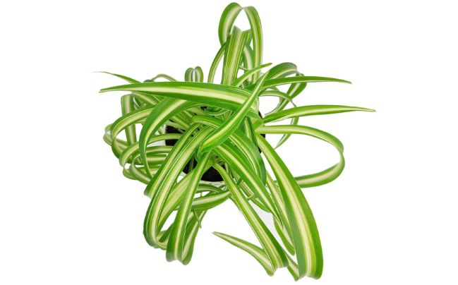 Choosing the Right Location for Your Curly Spider Plant
