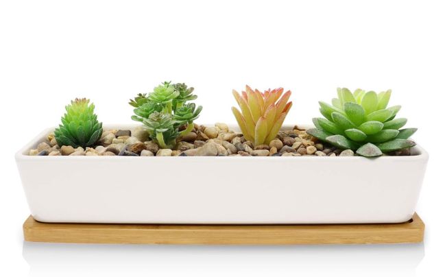 Enhance Natural Beauty with a Ceramic Succulent Planter
