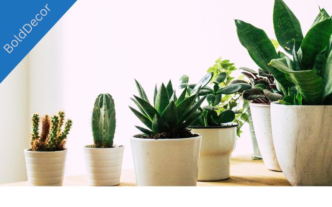 how to create a low-maintenance indoor plant