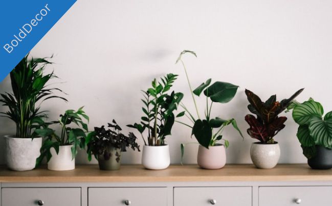 Repotting Indoor Plants at Home