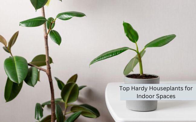 Top Hardy Houseplants for Indoor Spaces