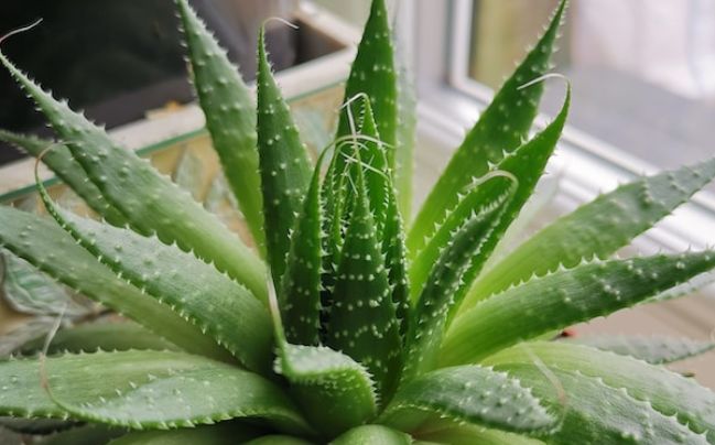 Understanding the Signs of a Dying Aloe Vera Plant
