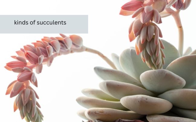 kinds of succulents